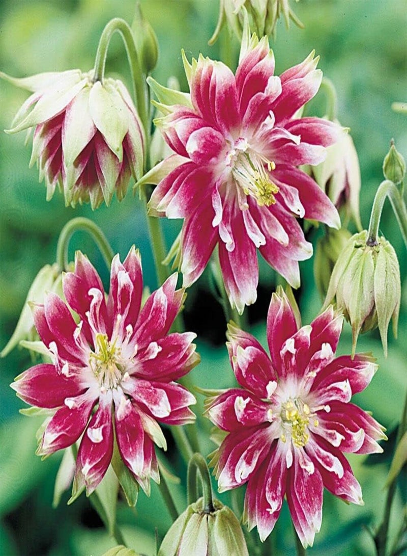 GGOOT Aquilegia vulgaris 'Nora Barlow' 50 Seeds Hardy Perennial - Image 2