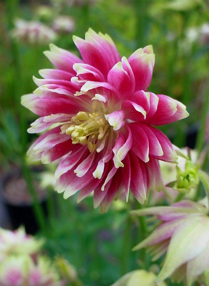 GGOOT Aquilegia vulgaris 'Nora Barlow' 50 Seeds Hardy Perennial - Image 1