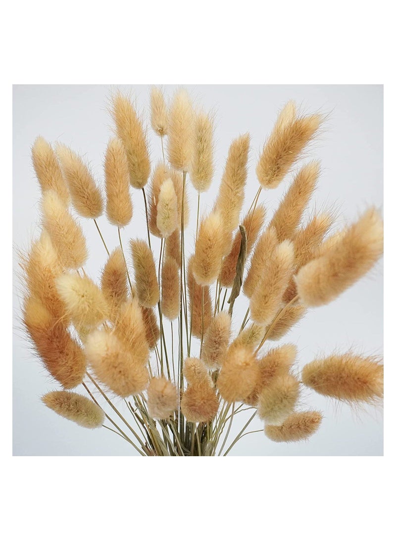 Natural Bunny Tails Dried Flowers, 70 Pcs Dried Lagurus Ovatus, Dried Pampas Grass Decor for Farmhouse Flower Arrangements Wedding Home Boho Party Decorations(Primary Colour) - Image 1