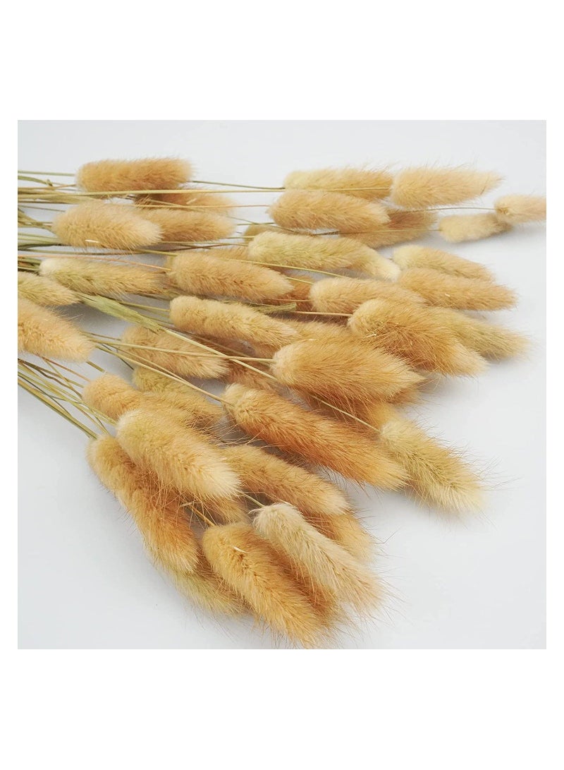 Natural Bunny Tails Dried Flowers, 70 Pcs Dried Lagurus Ovatus, Dried Pampas Grass Decor for Farmhouse Flower Arrangements Wedding Home Boho Party Decorations(Primary Colour) - Image 2