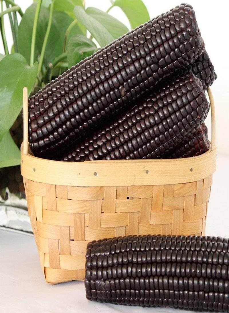 GGOOT 30pcs Black Corn Seeds Planted in Outdoor Garden Unique Seductive Colors Fast Growing Cereals Suitable for Gardeners Planting - Image 1