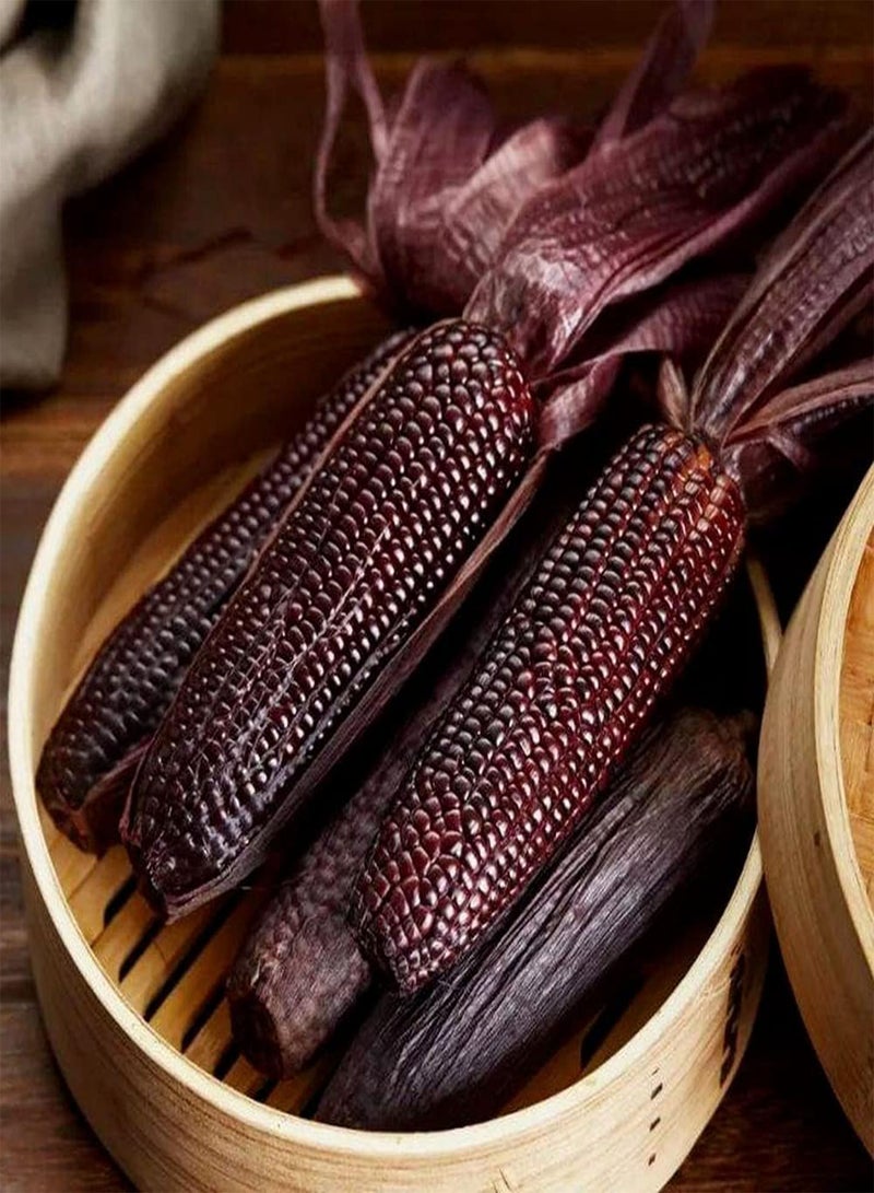 GGOOT 30pcs Black Corn Seeds Planted in Outdoor Garden Unique Seductive Colors Fast Growing Cereals Suitable for Gardeners Planting - Image 2