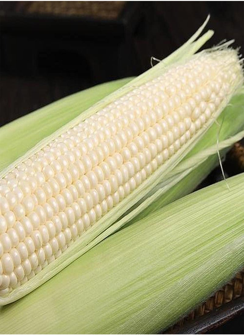 GGOOT 50pcs White Corn Seeds  - Image 2
