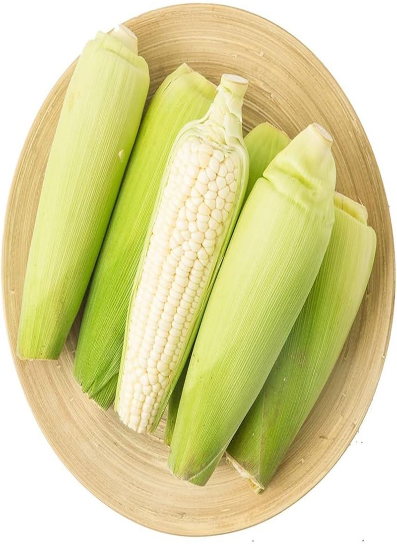 GGOOT 50pcs White Corn Seeds  - Image 1