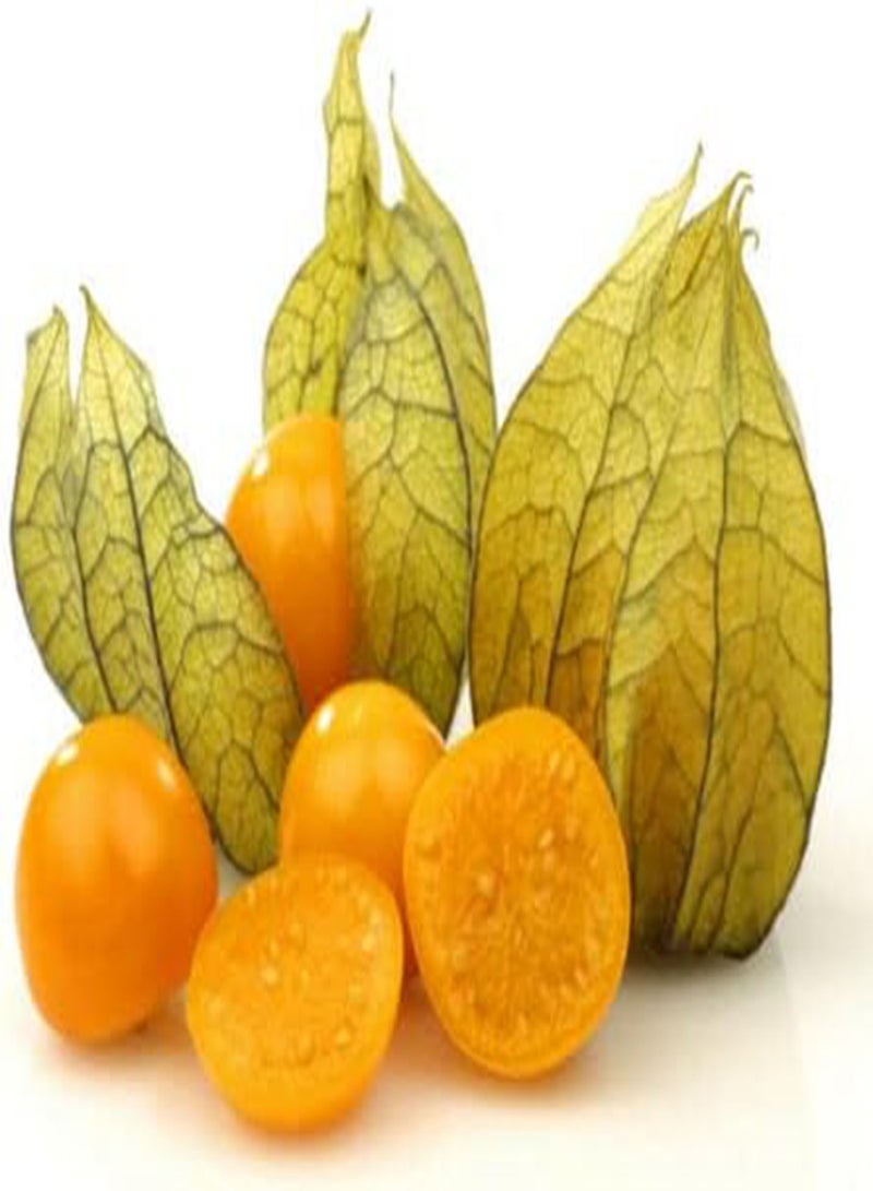 GGOOT 60 graines GROSEILLE DU Cap (Physalis peruviana) E153 Peruvian Ground Cherry seeds