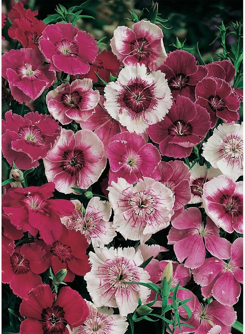 GGOOT - Dianthus Baby Doll Mixed 120 (1.5g's) Annual Flower Seeds - Image 1