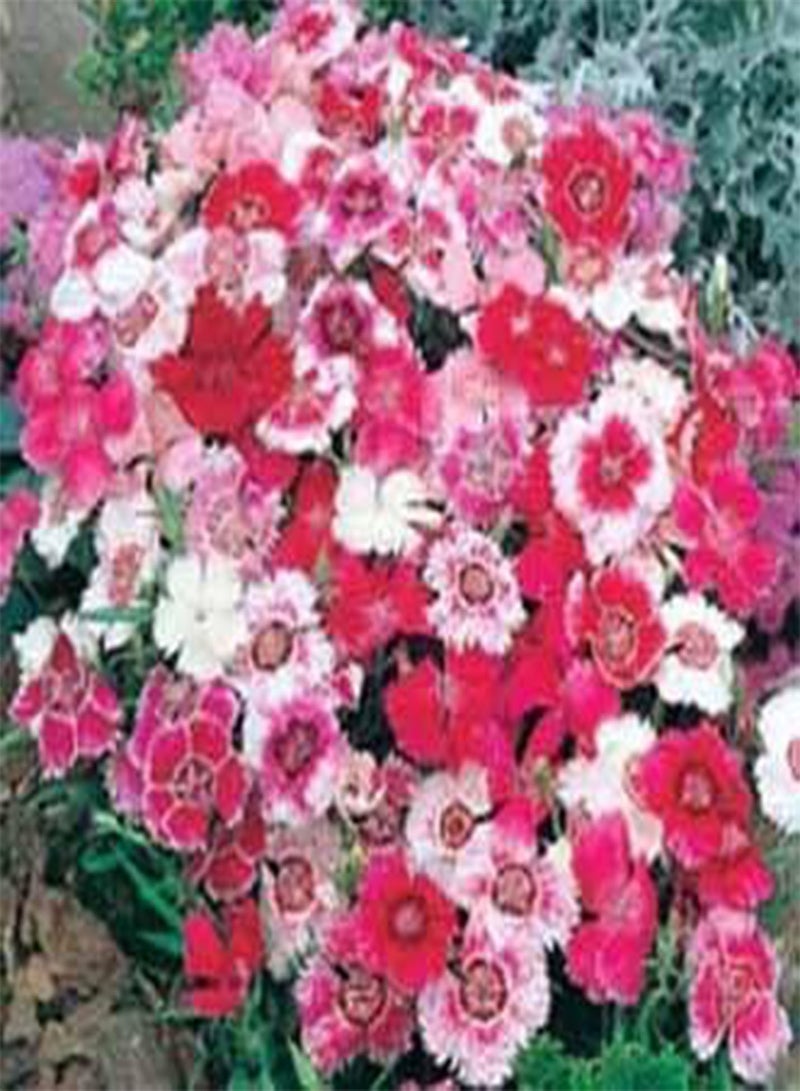 GGOOT - Dianthus Baby Doll Mixed 120 (1.5g's) Annual Flower Seeds - Image 2