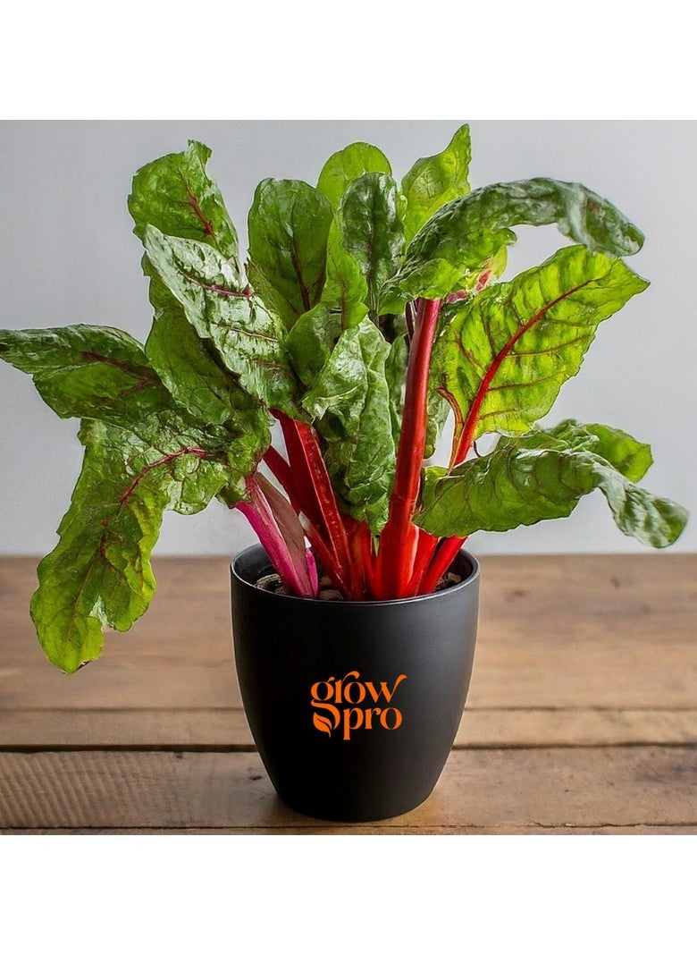 GROW Red chard 