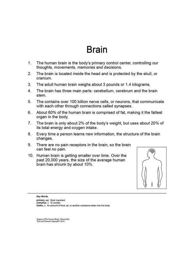 BRAINSMITH Brainsmith Artboard Human Body - Educational Flashcard Set, Multicolour, 8 Months To 8 Years, Set Of 10, Kid, Multicolor  - Image 2