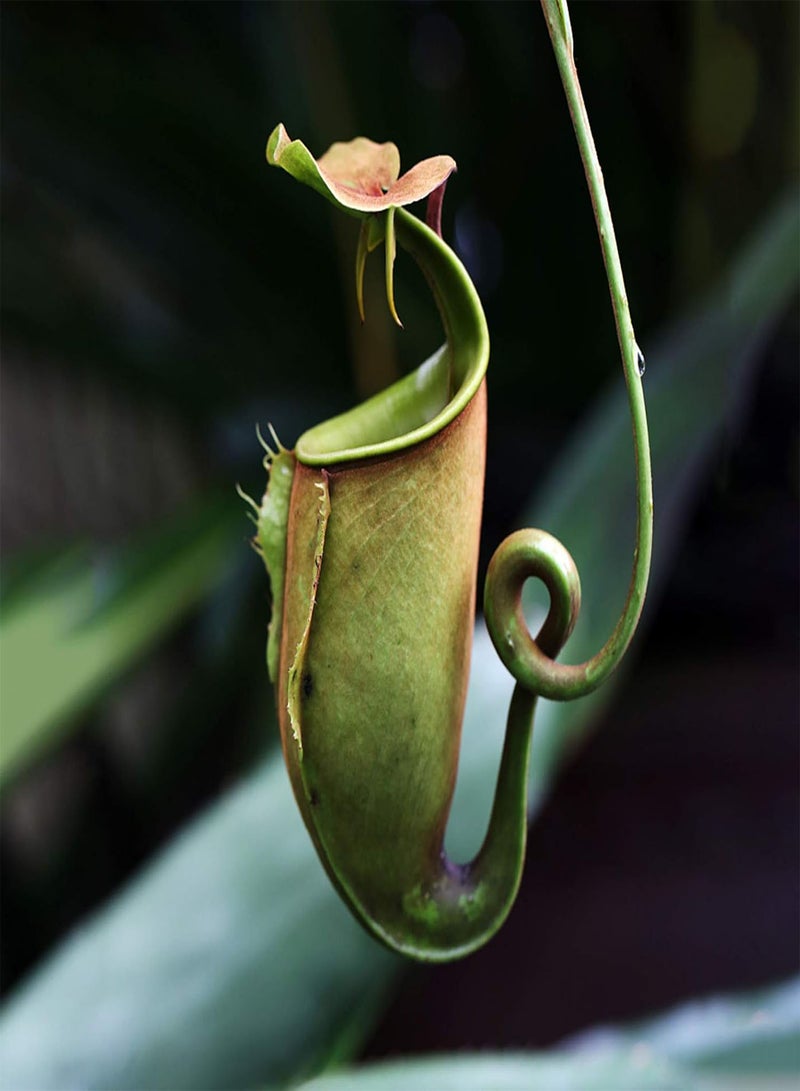 GGOOT 50Pcs/Bag Nepenthes Seeds,Tropical Plant with Pouch Carnivorous Plants Seeds for Home Indoor Outdoor Planting Decorative Plant Seeds Light Up Your Garden Red Nepenthes Seeds - Image 2