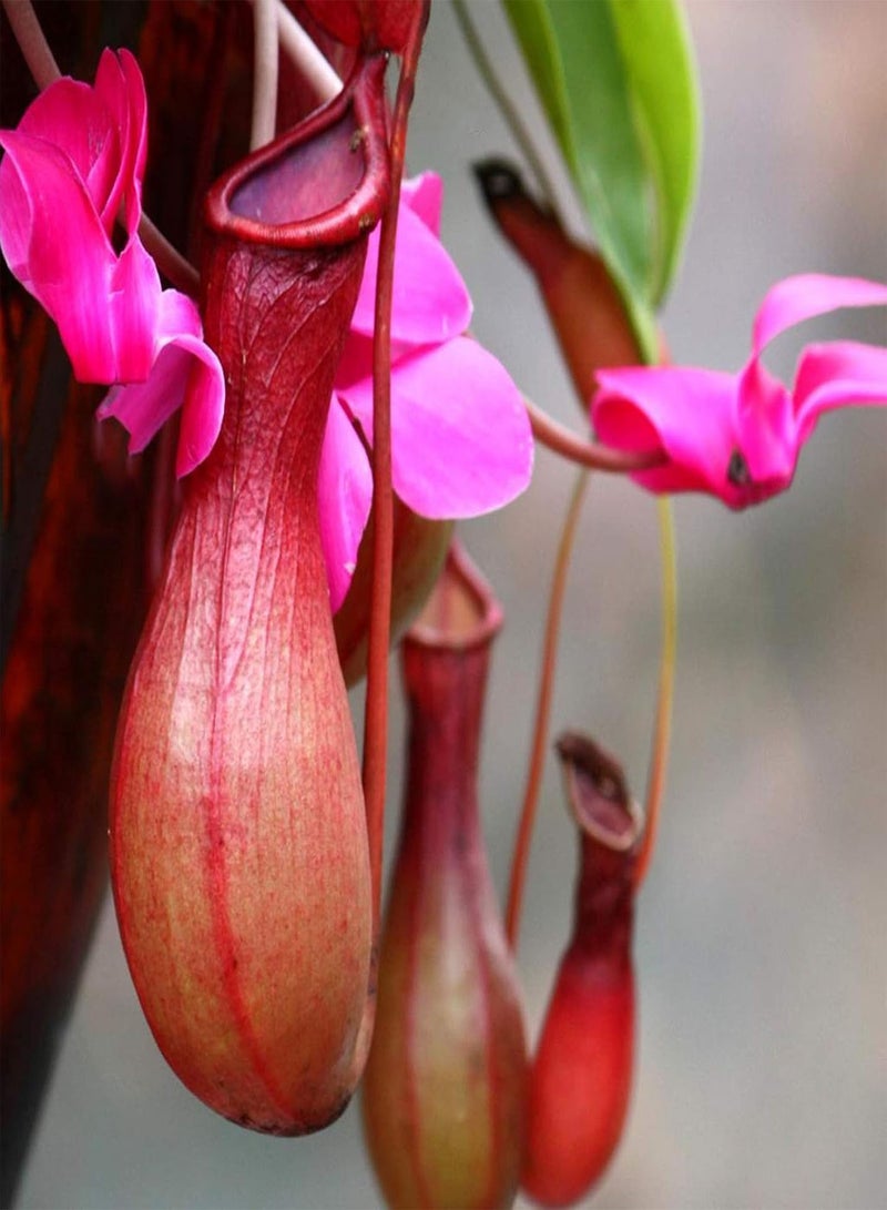 GGOOT 50Pcs/Bag Nepenthes Seeds,Tropical Plant with Pouch Carnivorous Plants Seeds for Home Indoor Outdoor Planting Decorative Plant Seeds Light Up Your Garden Red Nepenthes Seeds - Image 1