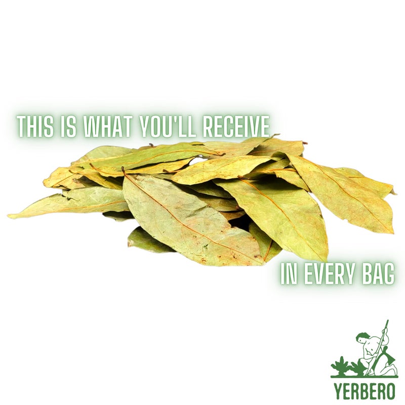 Yerbero - Whole Wildcrafted Dried Graviola Soursop Leaves 1 LB (453g - 1300+ Leaves Per Bag) Hoja De Guanabana Seca, Crafted By Nature | Vacuum Sealed for Freshness | From Mexico | Premium Quality. - Image 2
