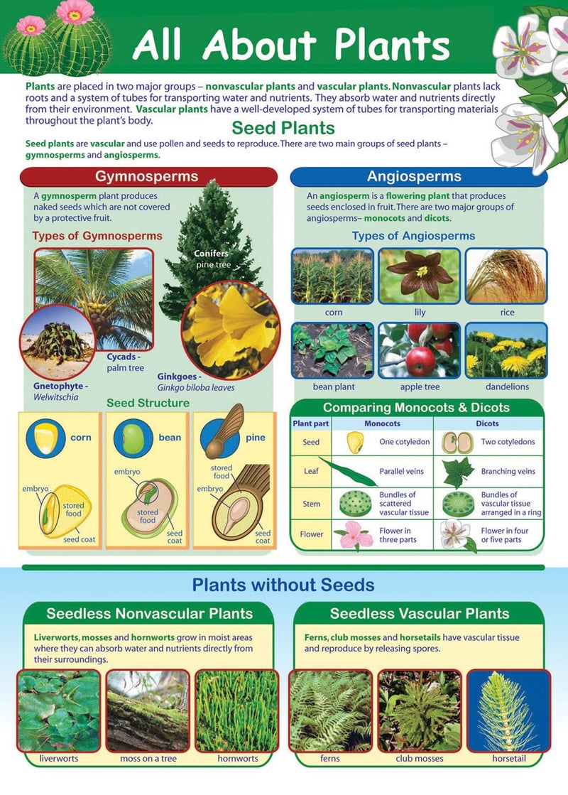 New Path Learning NewPath All About Plants Poster - Laminated, Full-Color, 23" x 35" (34-6113) - Image 1