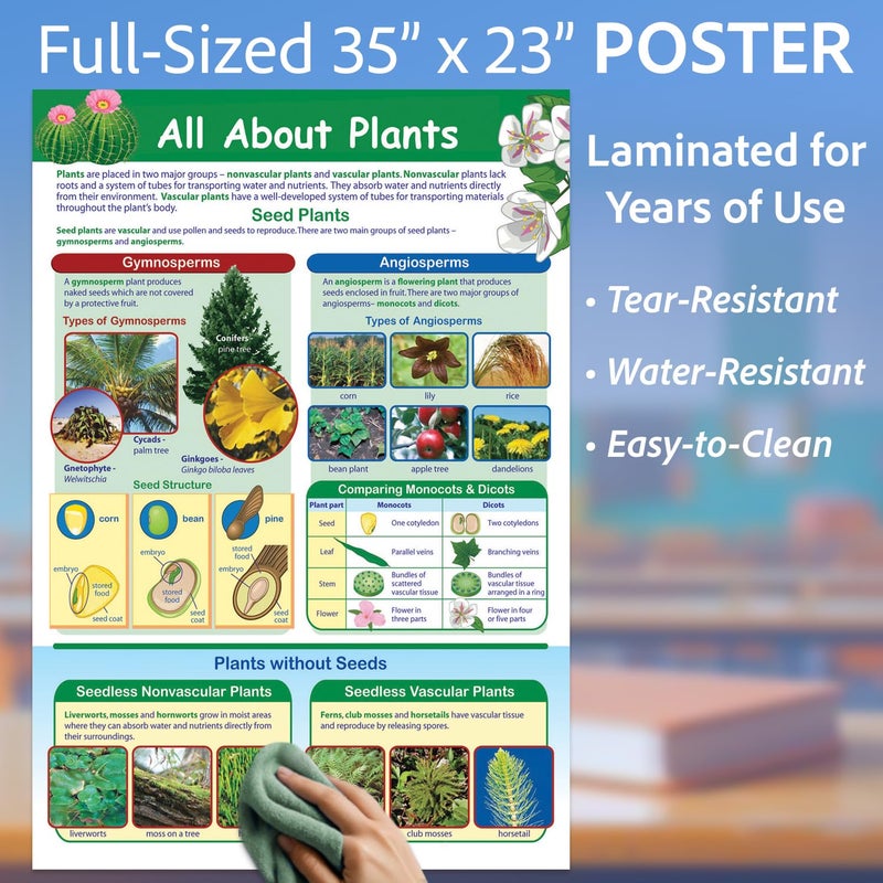 New Path Learning NewPath All About Plants Poster - Laminated, Full-Color, 23" x 35" (34-6113) - Image 2