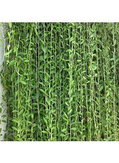 OhhSome OhhSome Curtain Creeper Vernonia Parda Bel Healthy Live Plant 