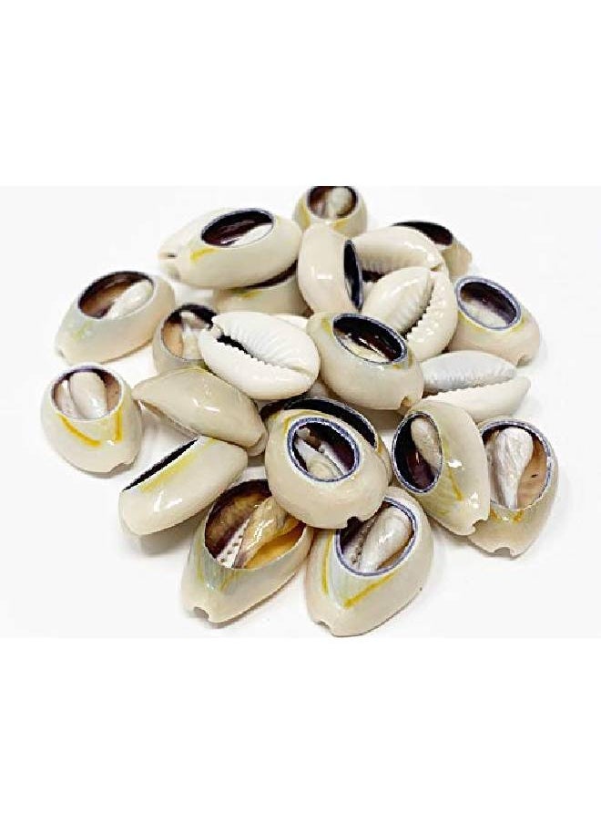 crispy collection - Tomorrow Sea Shell Cutted Hair Beads Cowrie Dreadlocks Braid Bead Decoration 2Packs (Shb1) - Image 1