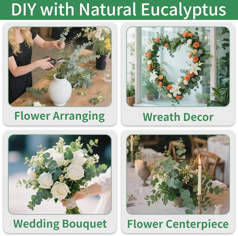 CENELO Green Dried Eucalyptus Bundle 12 Pcs Real Stems 17 Inch Fresh Natural Eucalyptus Branches for Home Decor Shower Flower Arrangement Wedding Gift - Image 5