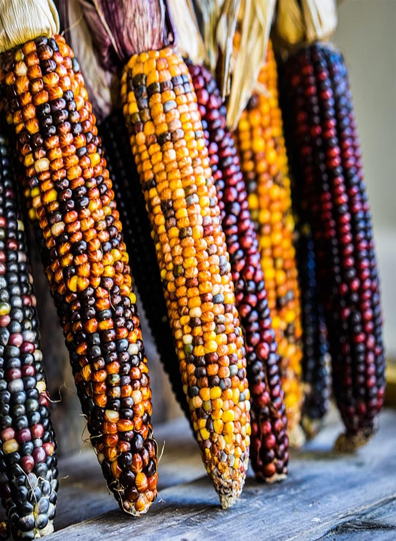 GGOOT Colorful Corn Seeds Growing Kit | Easy Producing Nutritious Home Gardening Maize Seedlings Corn 1size - Image 1