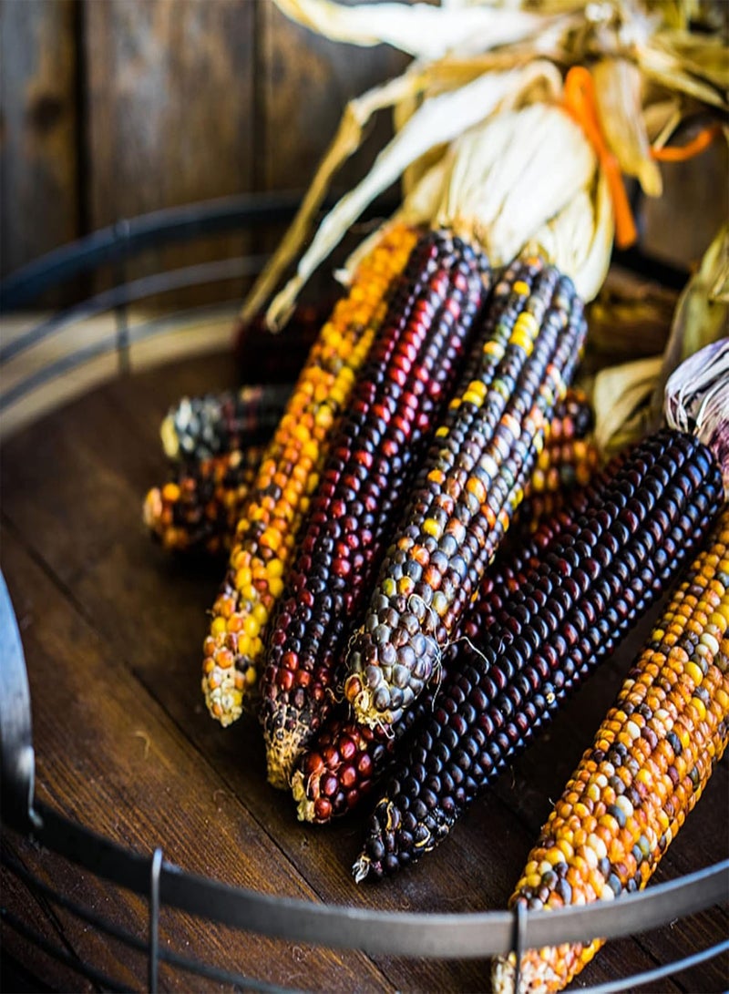 GGOOT Colorful Corn Seeds Growing Kit | Easy Producing Nutritious Home Gardening Maize Seedlings Corn 1size - Image 3