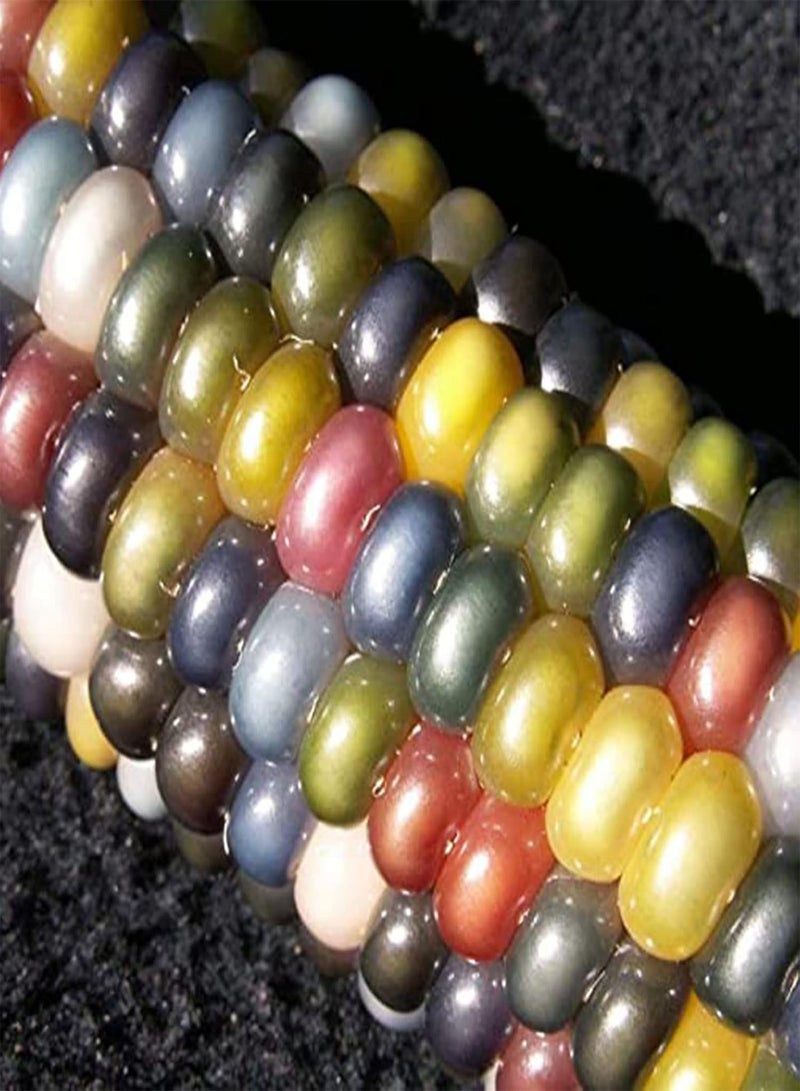 GGOOT Colorful Corn Seeds Growing Kit | Easy Producing Nutritious Home Gardening Maize Seedlings Corn 1size - Image 5