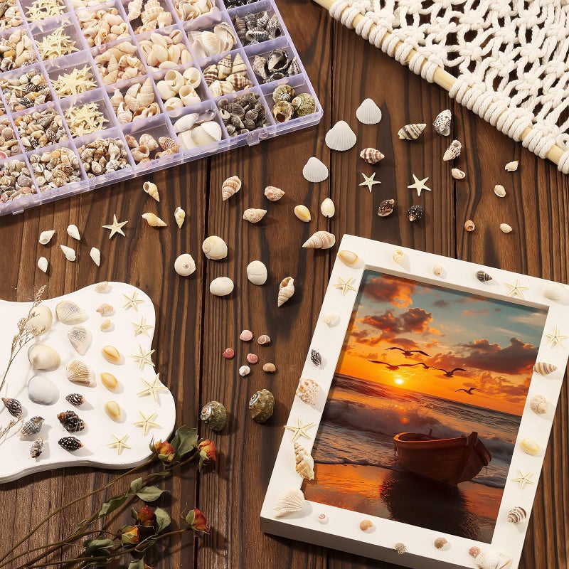 Zefy 23 Types Small Sea Shells for Crafts, 1200 Pcs Tiny Seashells with Mixed Size Starfish, Mini Shells for Vase Filler Beach Theme Party Home Decor - Image 5
