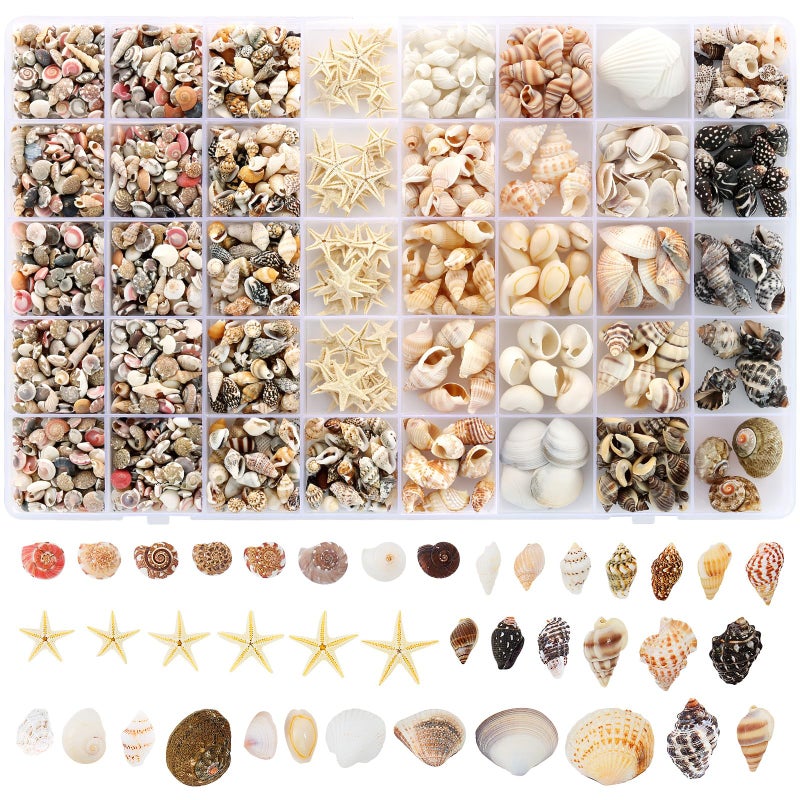 Zefy 23 Types Small Sea Shells for Crafts, 1200 Pcs Tiny Seashells with Mixed Size Starfish, Mini Shells for Vase Filler Beach Theme Party Home Decor - Image 1