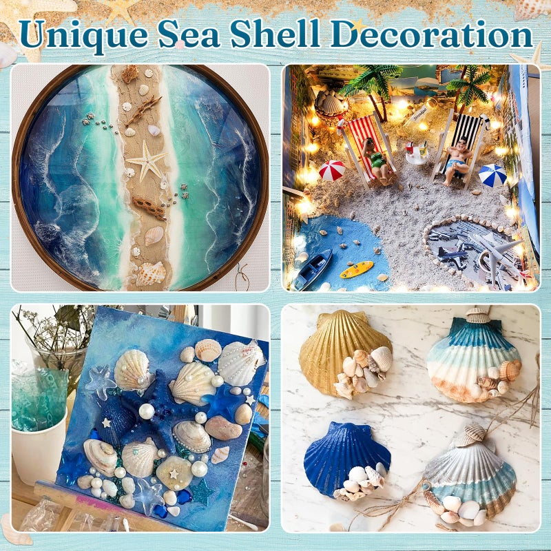 Zefy 23 Types Small Sea Shells for Crafts, 1200 Pcs Tiny Seashells with Mixed Size Starfish, Mini Shells for Vase Filler Beach Theme Party Home Decor - Image 4