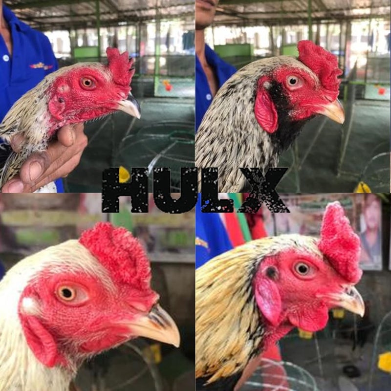 HULX POWER PLUS 100 TABLETS, Fast Increasing Energy Formula Rooster Booster Vitamins Health Chicken Supplement for Good Health, Build Muscle, Blood, Power Feed Poultry Bird Fighting Gamecocks Hen Food - Image 5