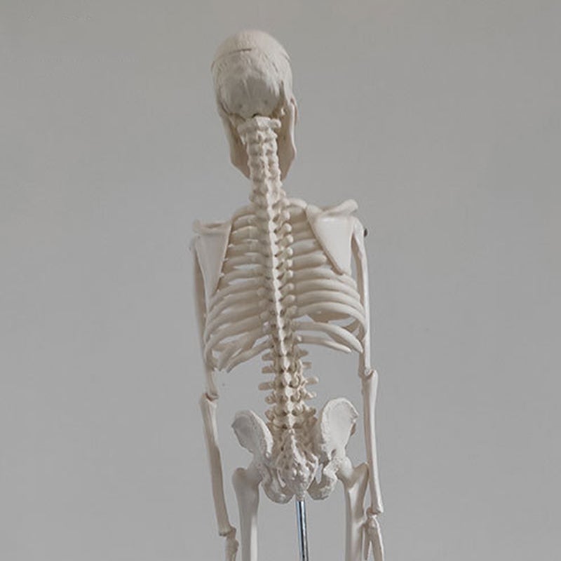 Skeleton Human Skeleton Model Scientific Model for Anatomy - Image 1