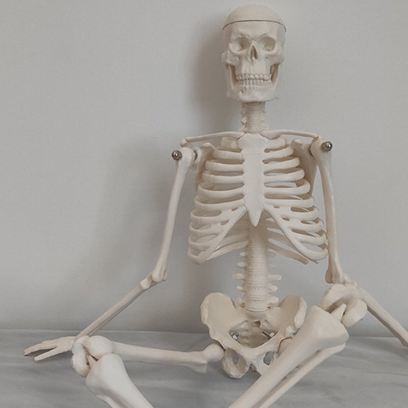 Skeleton Human Skeleton Model Scientific Model for Anatomy - Image 2