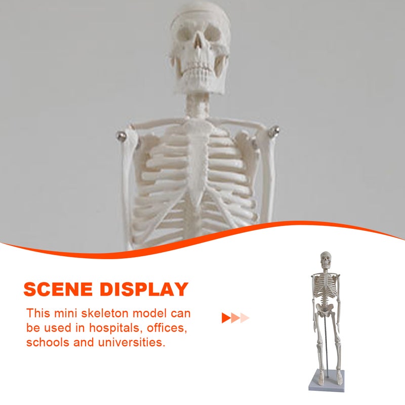 Skeleton Human Skeleton Model Scientific Model for Anatomy - Image 4