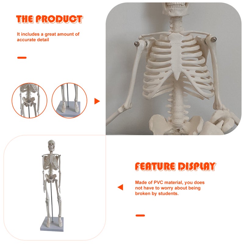 Skeleton Human Skeleton Model Scientific Model for Anatomy - Image 5