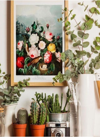 (Assembly frame) TEMPLE OF FLORA  - Roses (Botanical Art by Robert John Thornton) Giclée Art Print, also available Framed - pzsku/ZEE87BA934F59FF098620Z/45/_/1720694020/2ae61e6e-5cdc-4a74-85ef-c579d4fe3c87