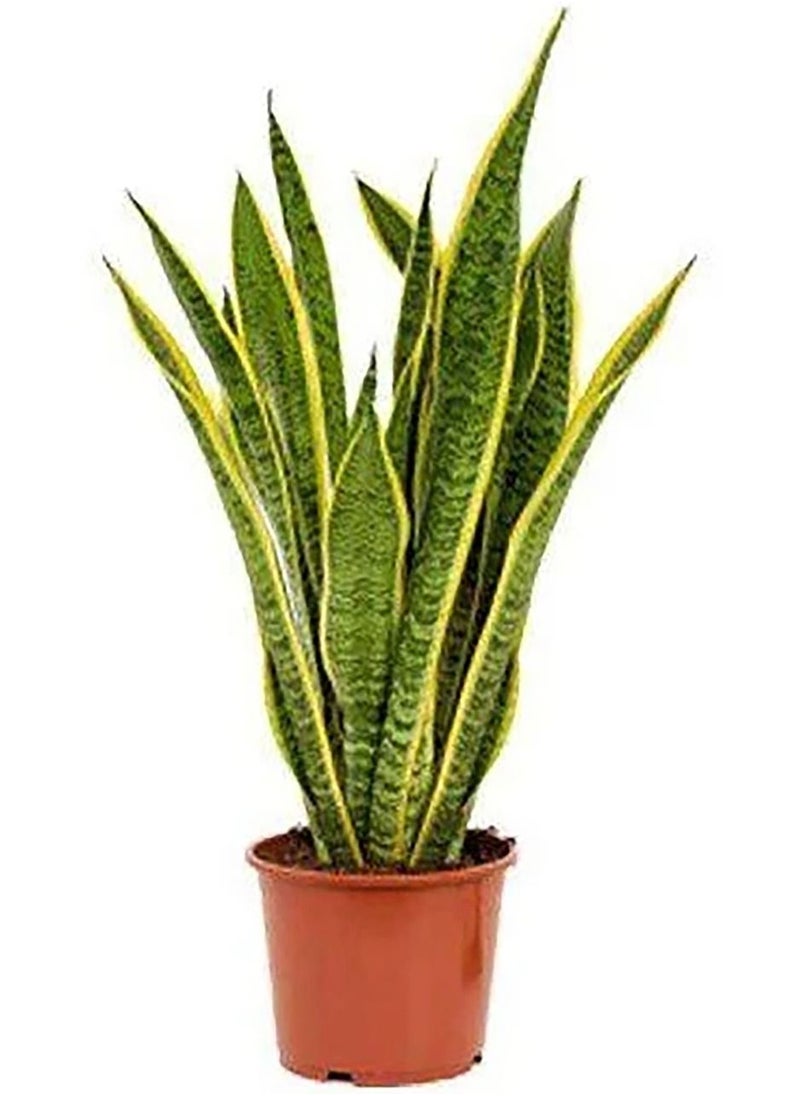 Sansevieria or Snake Plant 30-50 CM – Fresh Plants | Lush Greenery for Indoor & Outdoor Spaces