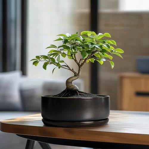 SQOWL Bonsai Pots 8 Inch Ceramic Plant Pots for Succulents Round Indoor Planter with Drainage Hole and Saucer Shallow Modern Planter Bowl Room Decor Black - Image 3