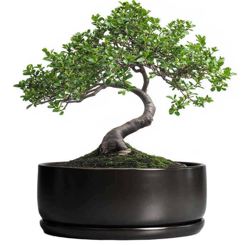 SQOWL Bonsai Pots 8 Inch Ceramic Plant Pots for Succulents Round Indoor Planter with Drainage Hole and Saucer Shallow Modern Planter Bowl Room Decor Black - Image 2