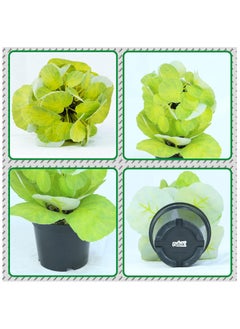 Artificial Potted Plant for Indoor Outdoor Office Home Garden Party Decoration 23cm (Green) - pzsku/ZEE92B99F68EC70594261Z/45/_/1706690617/746c1d91-b196-4c53-9a9d-f4889275541b