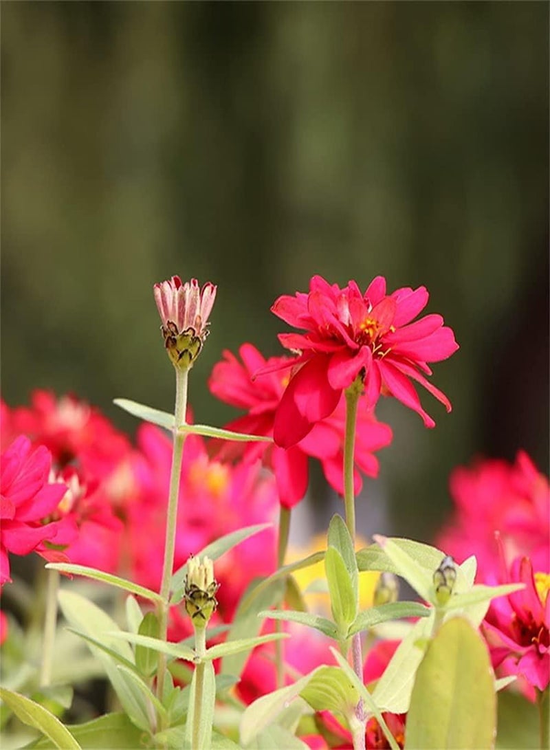 جي جوت 500 قطعة من بذور الكوزموس الأحمر الشائع مزروعة على حدود الحديقة مناسبة لتزيين الزهور الأخرى لخلق جمال الفناء الطبيعي - Image 1