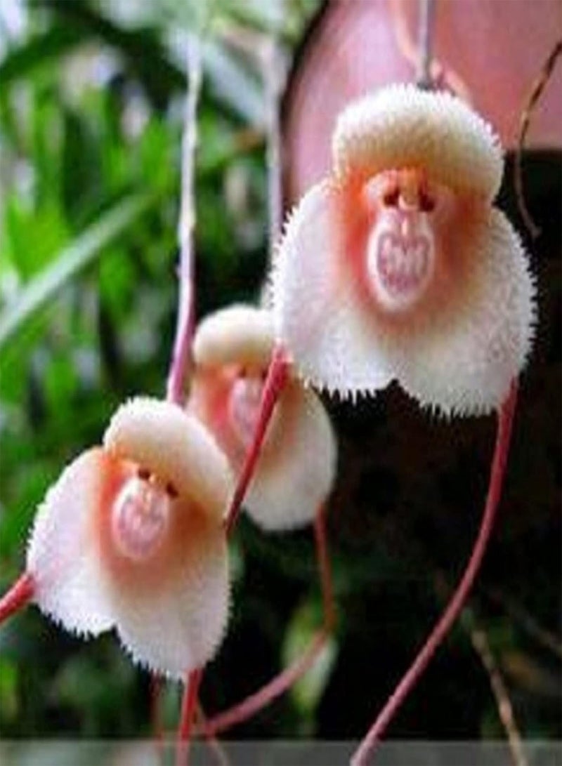 GGOOT 10Pcs Rare Monkey Face Orchid Seeds Perennial Hardy Plant Flower Ornamental Seeds Fragrant Flowering Plants Non-GMO Potted Bonsai Seeds Pink - Image 4