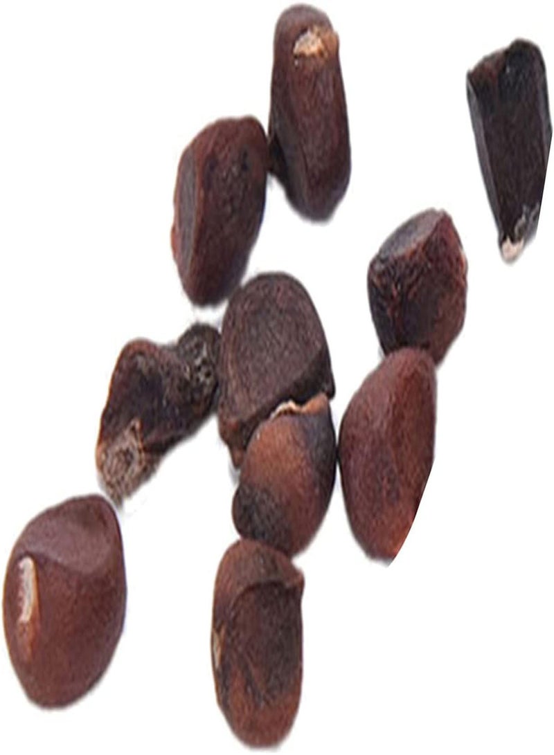 GGOOT 10Pcs Rare Monkey Face Orchid Seeds Perennial Hardy Plant Flower Ornamental Seeds Fragrant Flowering Plants Non-GMO Potted Bonsai Seeds Pink - Image 5