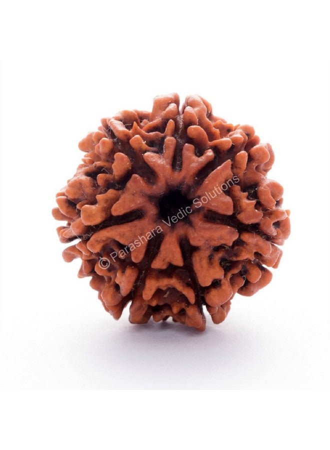 اركام ARKAM Seven Mukhi Rudraksha معتمد/أصلي نيبالي 7 Mukhi Rudraksh/طبيعي 7 واجه Rudraksha (بني) مع شهادة وتعليمات Puja - Image 1