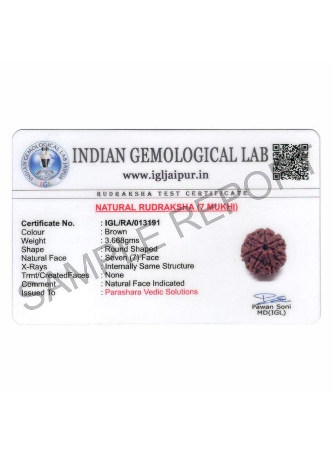 اركام ARKAM Seven Mukhi Rudraksha معتمد/أصلي نيبالي 7 Mukhi Rudraksh/طبيعي 7 واجه Rudraksha (بني) مع شهادة وتعليمات Puja - Image 2