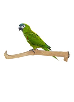 CHEWY BEAK Birds Stand Java wood Medium Parrots Ringed Rose Mini Macaw Rosella Wooden Perch Natural Indonesian Wooden Tree branch Cage Accessories stick  - Image 1