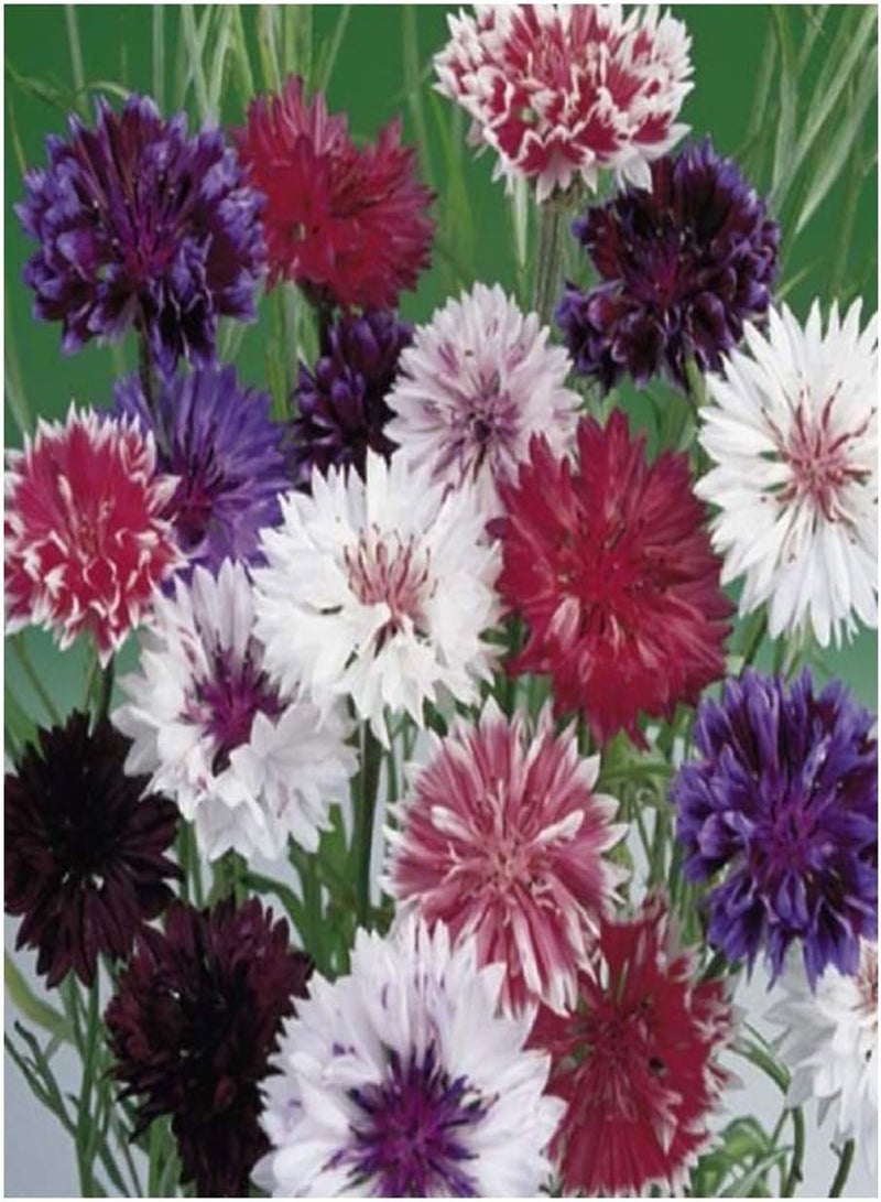 100 بذور Centaurea Cyanus Frosty Mix - زهرة الذرة - 100 بذرة