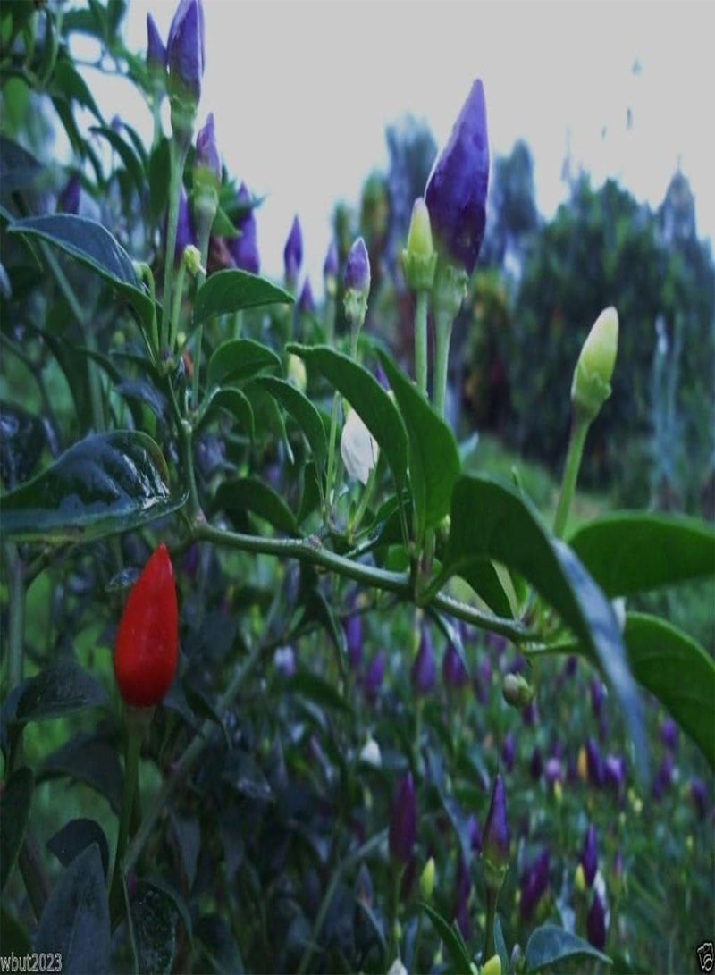 جي جوت جميلة باللون الأرجواني، 20 بذرة - حارة - صالحة للأكل/زينة - Image 3