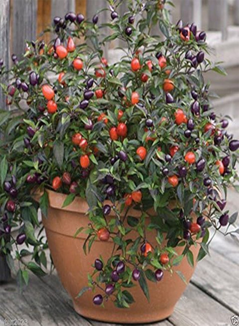 جي جوت جميلة باللون الأرجواني، 20 بذرة - حارة - صالحة للأكل/زينة - Image 2