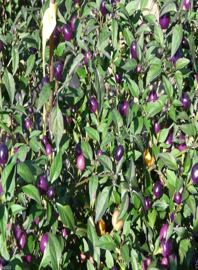 جي جوت جميلة باللون الأرجواني، 20 بذرة - حارة - صالحة للأكل/زينة - Image 4