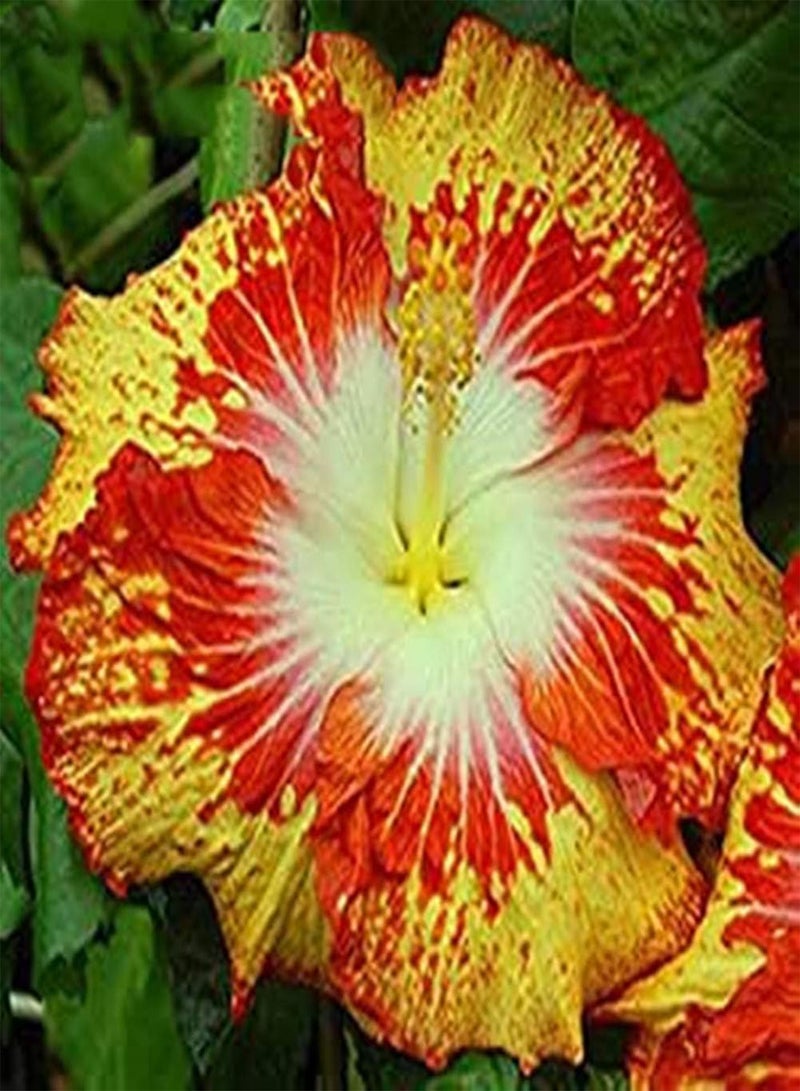 GGOOT 100 Pcs Giant Rainbow Hibiscus Flower Plants Chinese DIY Plant Hibiscus Plants Best Gift for Your Kids Easy Grow Home Garden Bon: Yellow