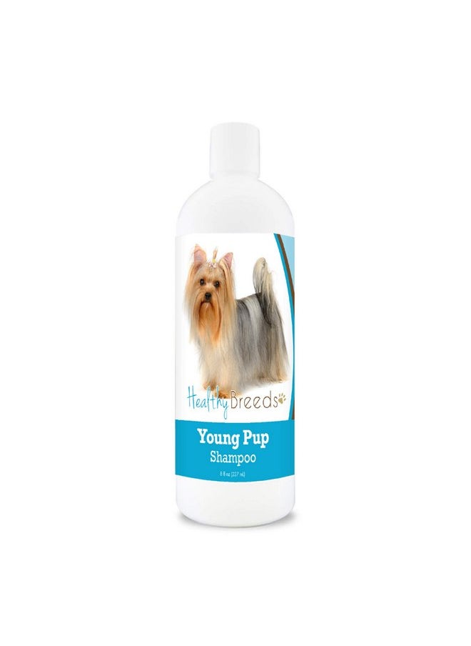 هيلثي بريدز - شامبو Healthy Breeds Yorkshire Terrier Young Pup سعة 8 أونصة - Image 1