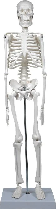 Temel Basic Skeleton Model 45 cm